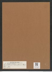 Triceratium ? disciforme Grev. (de-Toni-Nr.: Genus 140, Species 3804) Zeichnungen Sammlung Grunow Mappe 03877 (Herbarium_W_Grunow_drawings_Folder_03877)